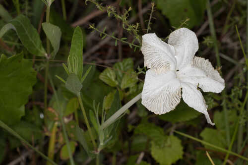 Ruellia noctiflora #2